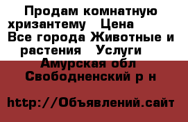 Продам комнатную хризантему › Цена ­ 250 - Все города Животные и растения » Услуги   . Амурская обл.,Свободненский р-н